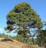 Pinus Pinus